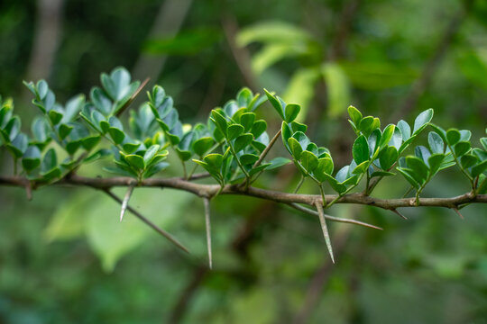 Common Ivy buds and the protective thorns of a tropical fruit tree