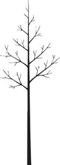 Obraz premium Winter Birch Tree Slender Leafless Trunk Silhouettes