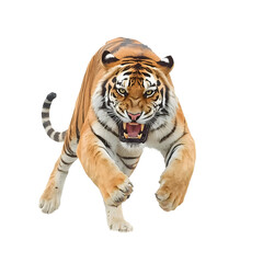 Obraz premium Roaring tiger lunges forward with powerful stance on a white background