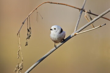 Long-tailed tit (Aegithalos caudatus) among thorny branches with red autumn berries. © VOLODYMYR KUCHERENKO