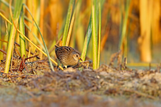 Spotted crake (Porzana porzana) foraging in the reeds during golden hour light.