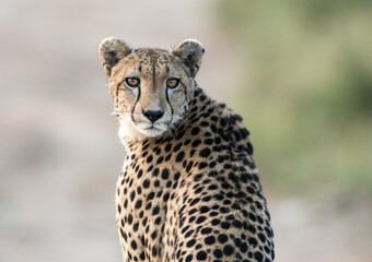 A cheetah looks directly at the camera, its spotted coat and piercing eyes a striking contrast against the soft, blurred background. The cheetah is a symbol of speed and grace in the wild. © John