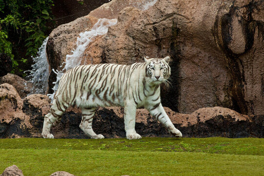 White Tiger Portrait Close-Up &ndash; Rare Bengal Tiger with Blue Eyes