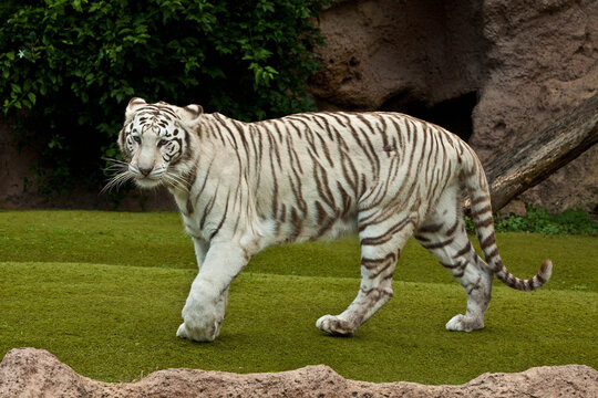 White Tiger Portrait Close-Up &ndash; Rare Bengal Tiger with Blue Eyes