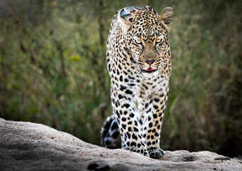 Obraz premium A leopard walks forward on a sandy bank, its spotted coat and intense gaze conveying a sense of predatory focus in its natural habitat.