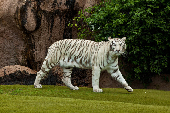White Tiger Portrait Close-Up &ndash; Rare Bengal Tiger with Blue Eyes