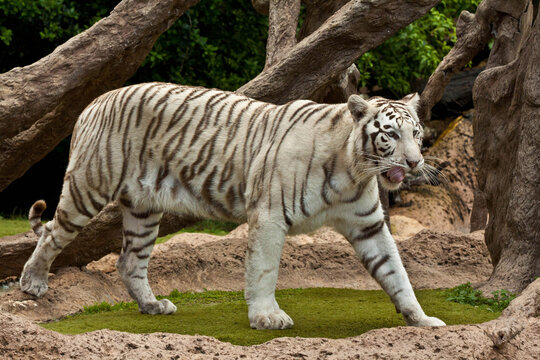 White Tiger Portrait Close-Up &ndash; Rare Bengal Tiger with Blue Eyes