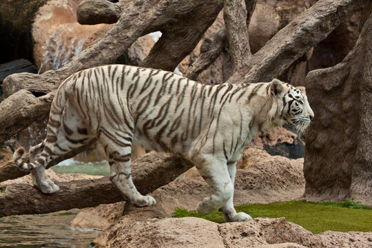 White Tiger Portrait Close-Up &ndash; Rare Bengal Tiger with Blue Eyes