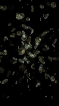 Bacterial threat, microorganisms cells moving fast, vertical video.