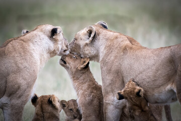 A mother lion nuzzles her cubs, showing affection and care in the wild. The cubs are learning and bonding with their mother.