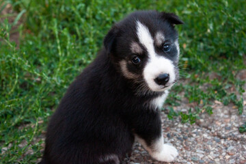 the husky puppy
