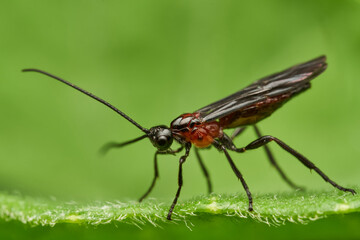 Fototapeta premium Black winged insect with red body on green leaf