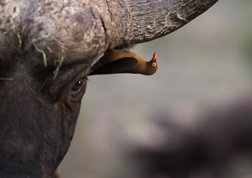 A oxpecker bird with a red beak and yellow eye perches on the horn of a Cape buffalo, likely searching for ticks and parasites.