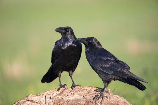 Common ravens perched on tree trunk outdoors in Castile-La Mancha