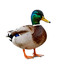 Obraz premium Male mallard duck stands tall with iridescent green head and brown body