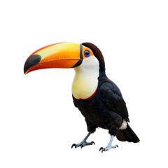 Colorful toco toucan stands isolated on a white background