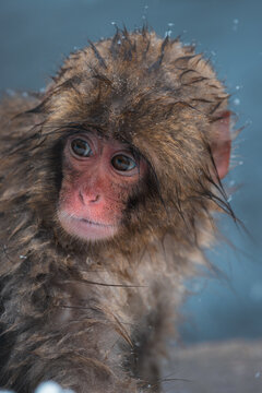 View of a wet snow monkey with reddish face, and soaked fur, stares calmly in a snowy landscape, Yamanochi, Nagano, Japan.