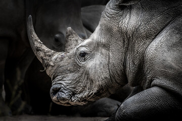 A close-up of a rhinoceros's head, highlighting its textured skin and horn. The rhino is part of a group, suggesting a family or herd. © John