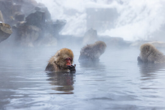 View of Japanese macaques, their fur damp, enjoy the steaming, mineral-rich waters amidst a snowy landscape in Yamanochi, Nagano, Japan.