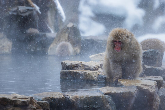 View of a snow monkey perched on a rocky edge, steam rising from the thermal waters in the cold air, creating a serene and ethereal scene, Yamanochi, Nagano, Japan.