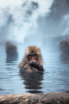 View of a snow monkey thoughtfully bathing in the steaming hot springs, its fur glistening against the cool, misty air, Yamanochi, Nagano, Japan.