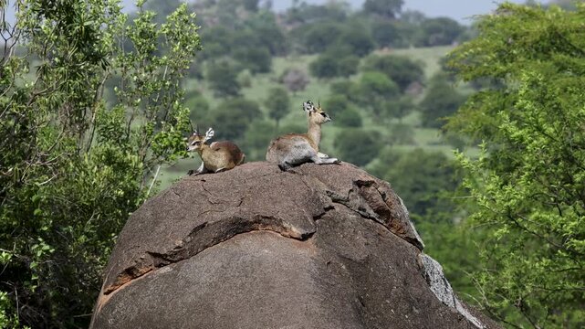 Klipspringer sitting on large rock, Serengeti, Tanzania