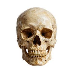Obraz premium Frontal view of a realistic anatomical human skull with detailed bone structure