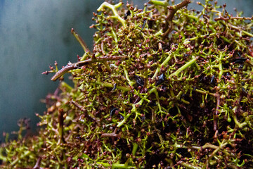 Maische Trauben pressen