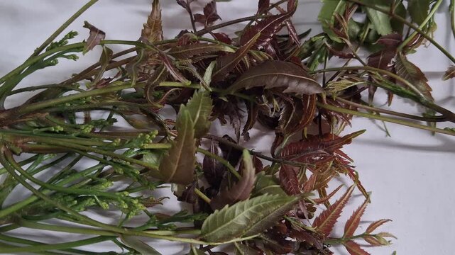 Fresh green neem leaves and tender stems are placed on a blue surface.The leaves look slightly reddish and soft. Small buds are visible. This natural plant looks healthy and freshly picked from a tree