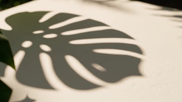 A shadow of a monstera leaf cast on a white surface. The light creates a distinct pattern, emphasizing the leaf's unique shape and texture.