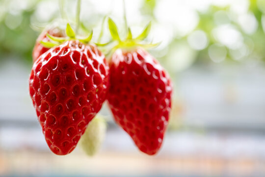 Premium Japanese Awayuki strawberry ripening on plant in greenhouse with white and red gradient fruit color, fresh strawberry pineberry hanging on branch with macro texture of seeds, from organic farm