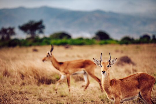View of two Ugandan Kob antelopes stand amidst the golden, sun-kissed savanna grasses under a soft sky, mountains in the distance, Kampala, Central Region, Uganda.