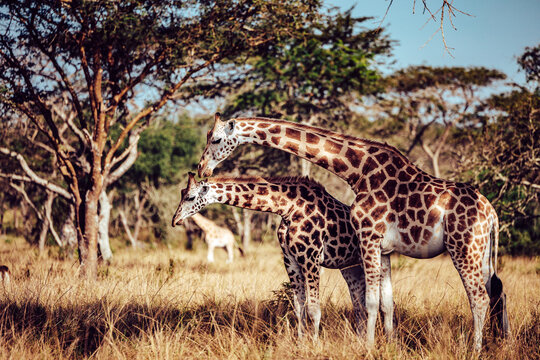 View of giraffes grazing in the golden savanna, their patterned hides blending with the dry grass under the Ugandan sun, Kampala, Central Region, Uganda.