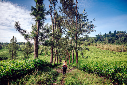 View of a lone figure trekking down a narrow grassy path framed by tall, slender trees against a backdrop of vibrant green fields and a clear blue sky, Kampala, Uganda.