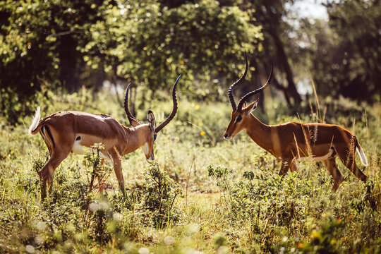 View of two impalas locking horns amidst the vibrant green foliage, a dance of nature unfolding under the Ugandan sun, Kampala, Central Region, Uganda.