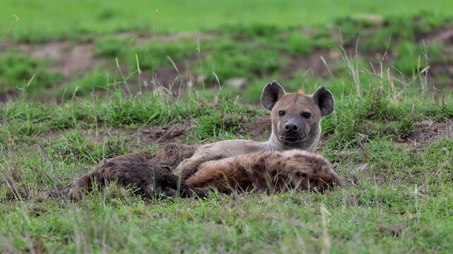 Spotted hyena in serengeti national park, Tanzania