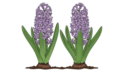 Two vibrant purple hyacinth flowers with lush green leaves, beautifully planted in soil, showcasing natural beauty and the freshness of spring blooms.