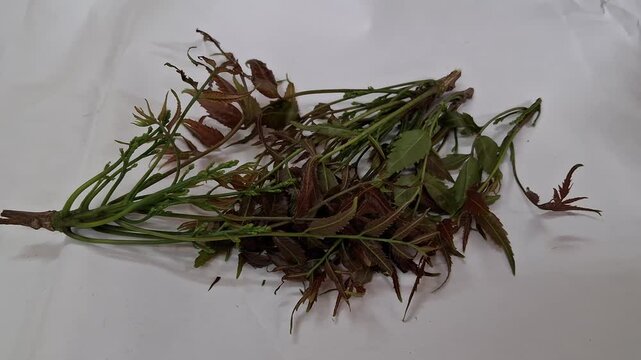 Fresh green neem leaves and tender stems are placed on a blue surface.The leaves look slightly reddish and soft. Small buds are visible. This natural plant looks healthy and freshly picked from a tree