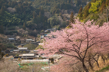 静岡　湯ノ島の春 © GINZI