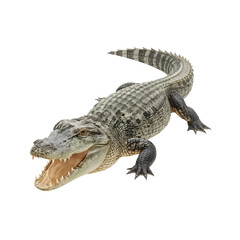 American alligator emerges with its mouth open on a white background