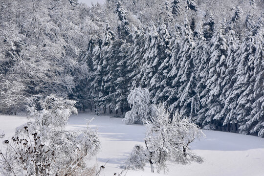 Winterwald 2