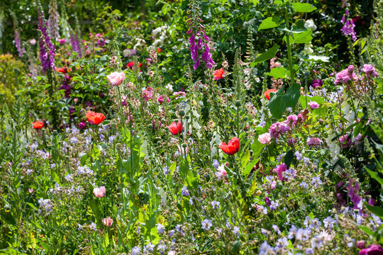 Flowerbed full of beautiful colourful plants in Norfolk