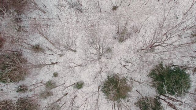 Freshly-fallen snow on the ground with pine trees and deciduous trees.