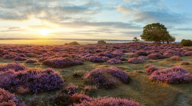 Wild purple heather sunrise landscape in Norfolk England