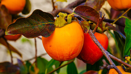 Gardening background. Persimmon Ripe orange fruits and green leaves in autumn garden in rainy day. Kaki plum tree. Japanese persimmon, Diospyros kaki  Lycopersicum fruits