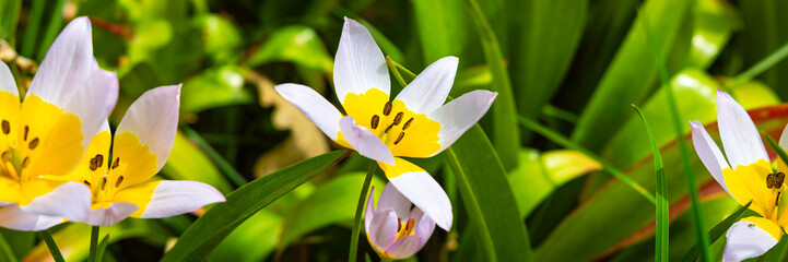 Fototapeta premium Wild Tulipa Tarda Flowers Bloom in Springtime Garden Setting With Green Leaves Around Them