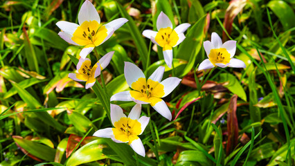 Fototapeta premium Wild Tulipa Tarda Flowers Bloom in a Green Field During Springtime