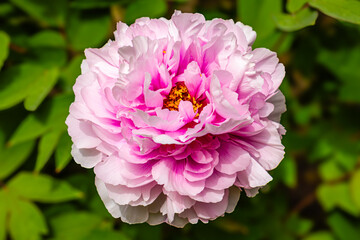 Fototapeta premium Paeonia Suffruticosa Peony Flowers Bloom in Springtime Garden Showing Rich Colors and Detailed Petal Structure