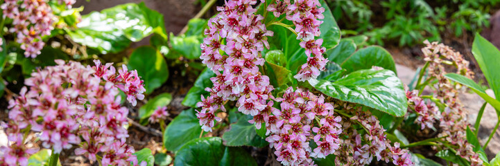 Bergenia Crassifolia Pacifica Blooms in a Garden During Spring Season With Vivid Colors and Lush Green Leaves