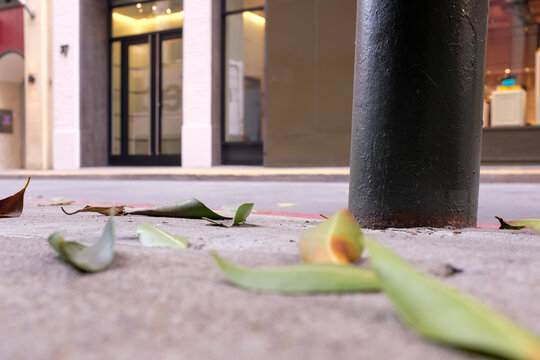 Leaves scattered on the sidewalk near a black pole in San Francisco, showing parts of the street and nearby buildings in view